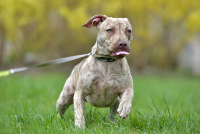 Portrait of a dog on field