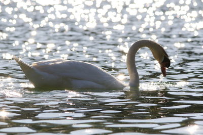 Close-up of swan swimming in lake