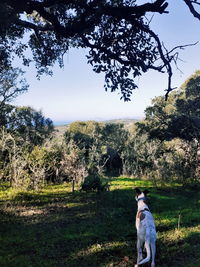 View of a dog on landscape