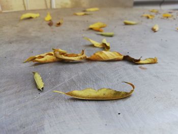 Close-up of dry leaves on table