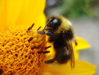 Close-up of bee on yellow flower