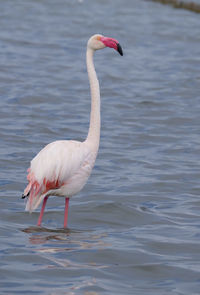 View of bird in lake