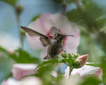 Close-up of bird flying