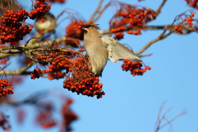 Low angle view of bird perching on tree