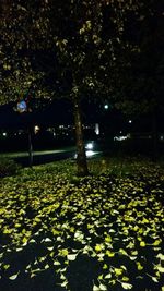 View of illuminated trees at night