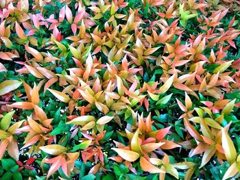 Full frame shot of flowering plants