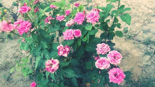 Close-up of pink flowers