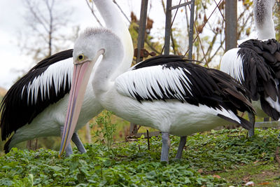 Pelicans in a filed