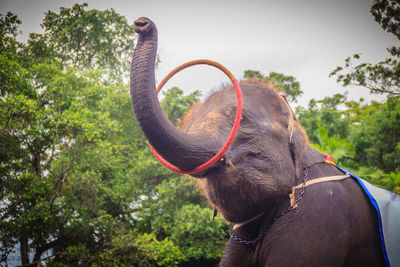 Close-up of elephant