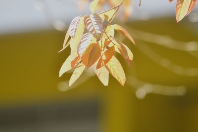 Close-up of fresh red leaves on twig