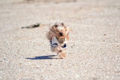 Yorkshire terrier running at beach