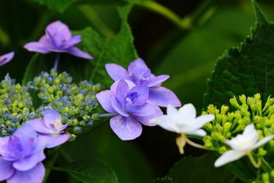 Close-up of purple flowers blooming outdoors