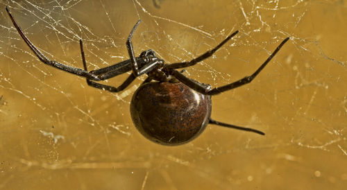 Close-up of black widow spider on web