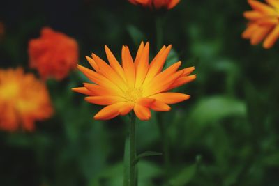 Close-up of orange flower