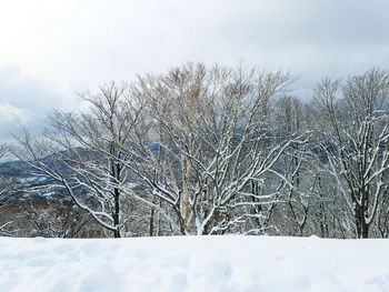 Bare trees on snow landscape against sky