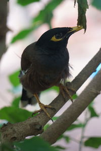 Close-up of bird perching on branch