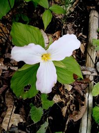 Close-up of white flowering plant