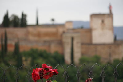 Close-up of red flowering plant by fence against sky