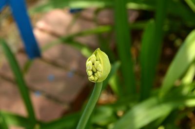 Close-up of flower bud growing outdoors