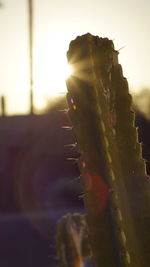 Close-up of cactus plant against sky