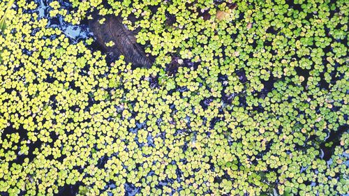 High angle view of ivy growing on tree