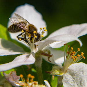 Close-up of bee pollinating on flower