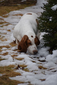 Dog in snow