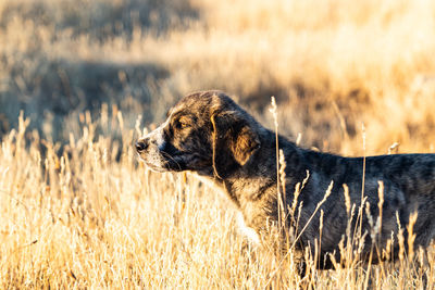 Hunter dog con a dry field
