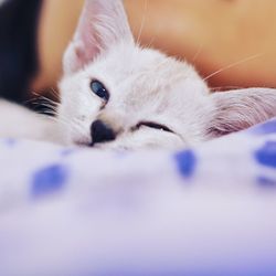 Close-up portrait of white kitten