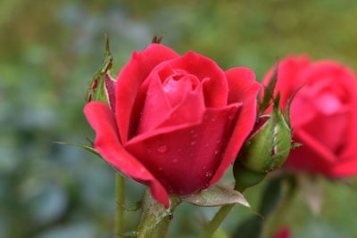 Close-up of red rose