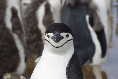 Portrait of a bird in zoo