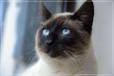 Close-up portrait of cat