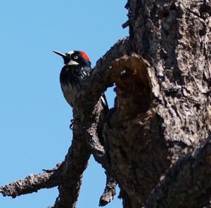 Low angle view of bird perching on tree