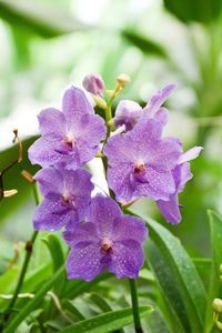 Close-up of purple flowers blooming outdoors