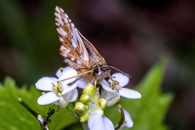 Close-up of butterfly pollinating on flower