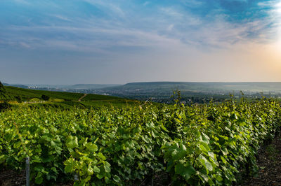 Scenic view of agricultural field against sky