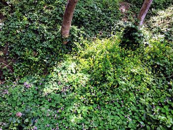 Trees growing in grass
