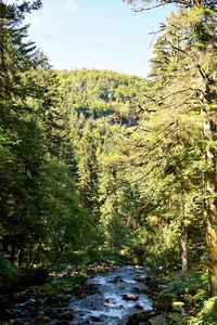 Scenic view of river flowing amidst trees in forest against sky