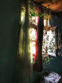 Plants hanging in abandoned building