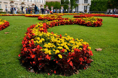 Flowers blooming in lawn