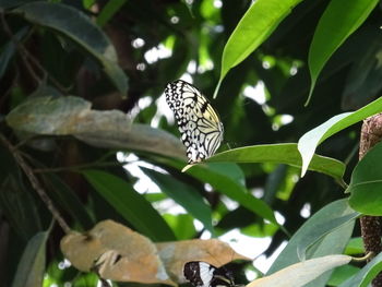 Butterfly perching on leaf