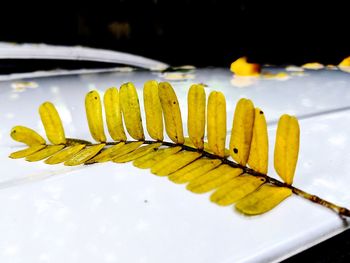 High angle view of yellow leaf on table