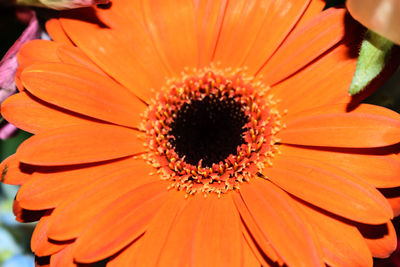 Close-up of orange flower blooming outdoors