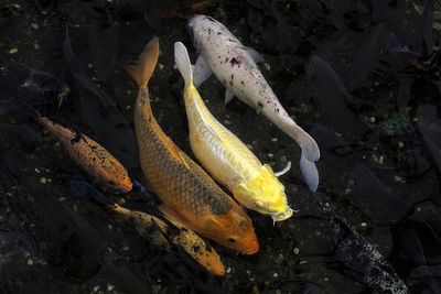 High angle view of fish swimming in lake