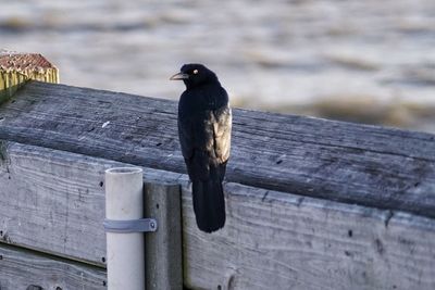 Black bird perching on fence