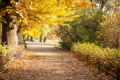 Road amidst autumn trees in forest