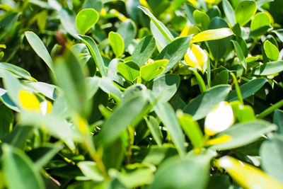 Close-up of fresh green plants