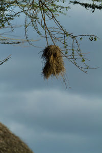 Low angle view of bird on plant against sky