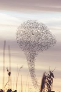 Close-up of plant against sky during sunset