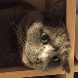 Close-up portrait of cat